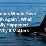 “Famous Whale Gave Birth Again” What Really Happened & Why It Matters