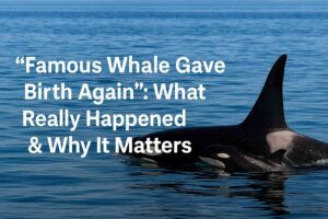 “Famous Whale Gave Birth Again” What Really Happened & Why It Matters