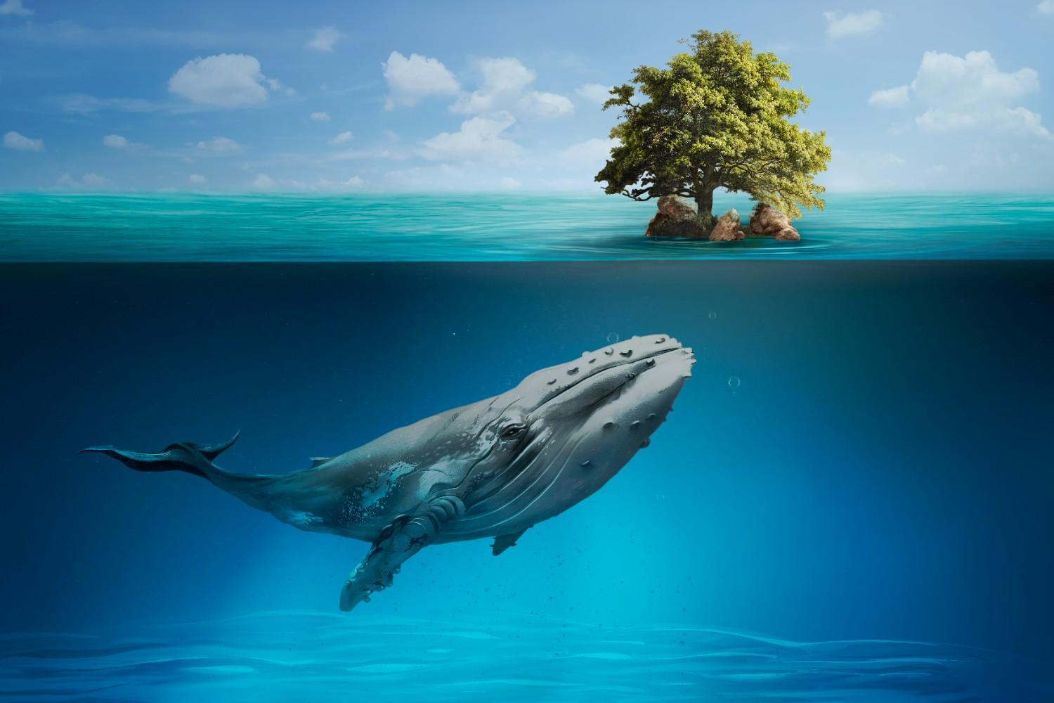 Who is the “famous whale,” and why is her story so powerful
